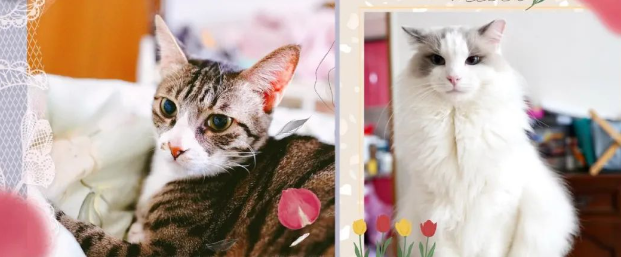 猫咪爬笼子，鬼鬼祟祟偷饭，主人笑喷：别人碗里的更香吗？