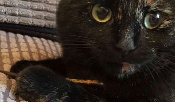 玳瑁猫给主人送礼物，发现主人不喜欢，它改送大叶子！