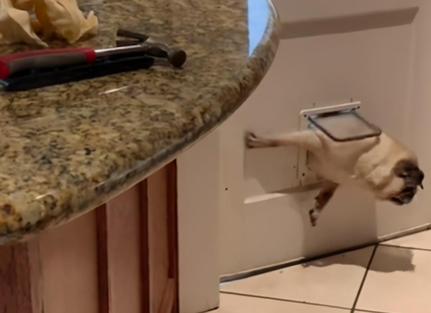胖墩巴哥犬硬闯宠物门被卡住，进退两难