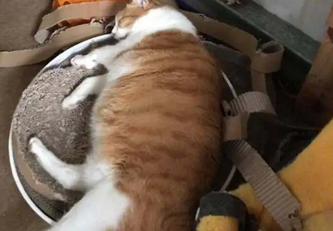 主人家一只大橘猫，吃完就睡，现在这个窝已经乘不下它了！ 