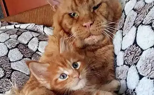 橘猫爸爸护犊子的样子让画风突变，网友直接拒绝吸猫