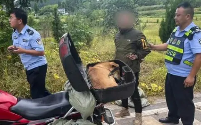 丧心病狂！偷狗的贼，南充警方抓住了！