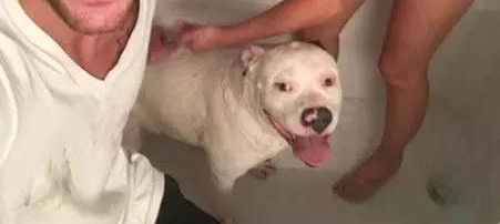 只是晒了一张和斗牛犬的合照，没想到招来了警察...