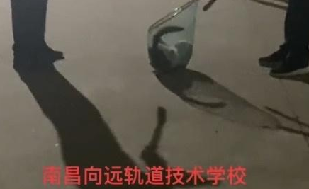 江西一学校回应“捉流浪猫”争议：批评教育保安