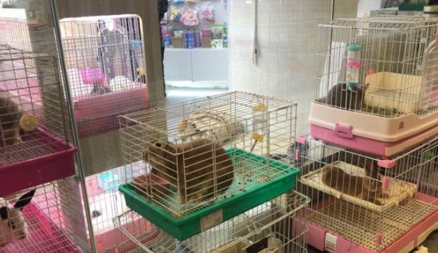 节前宠物寄养需求升温，部分宠物店寄养价格上涨