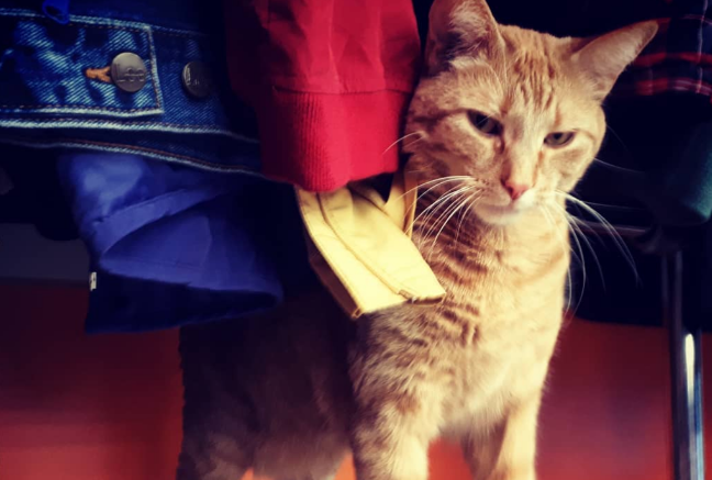 网友逛街挑中一顶皮草帽子，摸了发现它会动，原来是镇店的大橘猫