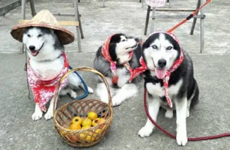 哈士奇在农村的这些装扮，真的毫无违和感，让人眼前一亮
