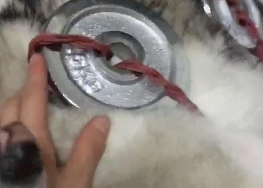 二哈拆家惹恼主人，于是主人想出这招，从此二哈再也没拆过家！ 