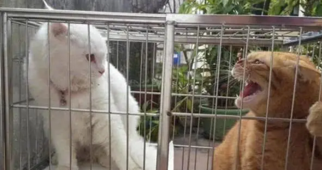 橘猫吼了小白猫后，反而自己委屈了起来，真是一言不合就飙戏