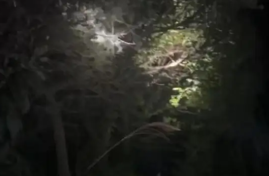 成都上千只宠物鹦鹉被野外放生，农业部门：不允许！