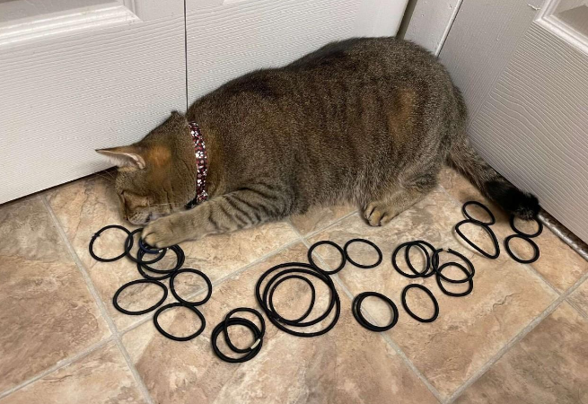 猫咪对主人的发圈爱不释手，巧合之下它发现家里竟有一处发绳宝藏