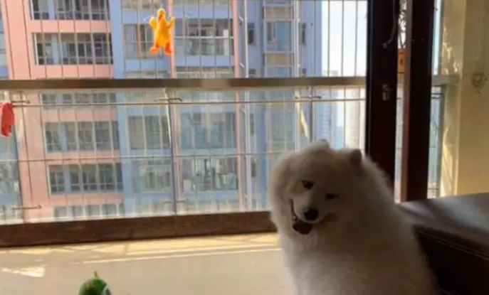 主人把狗子玩具洗了，萨摩耶在阳台等一天