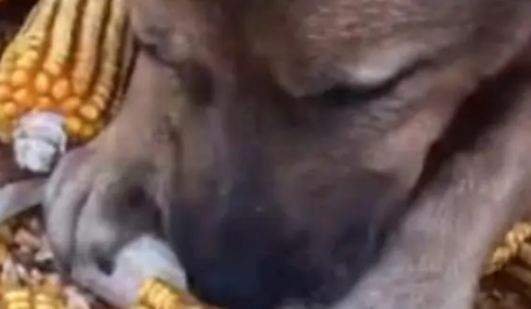 回老家帮剥玉米时，中华田园犬有样学样，最后举动让网友佩服