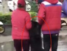 出门遛狗碰上下雨，主人直接把狗抬回去，狗子：放开，我还能浪！