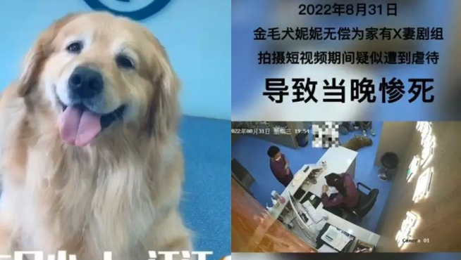 网红拍片剧组遭控虐狗！黄金猎犬「满嘴泥沙渗血」当天惨死