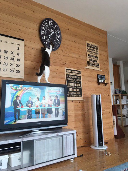 纳闷家里挂钟总是出错，直到看见奶牛猫伸出魔爪