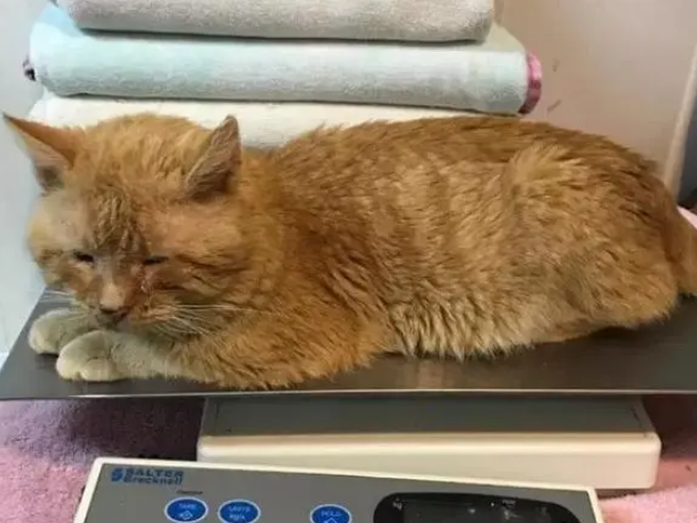 猫咪冻得眼睛都睁不开，被救后恢复，睁开眼睛的一瞬间眼泪汪汪