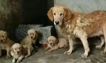 江苏阜宁回应狗场犬只声带被割：犬舍已拆除 犬只被领养 