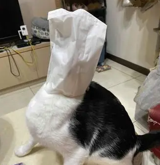 猫咪在主人奶茶上撒尿，主人喝了感觉不对劲，知道真相后干呕