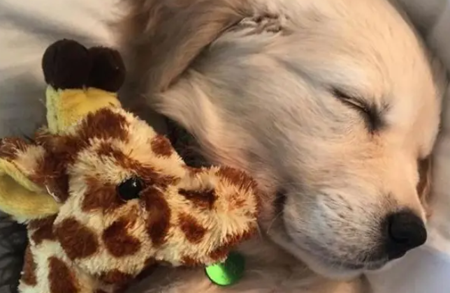 宠物犬走 历经风险 终回归主人身边