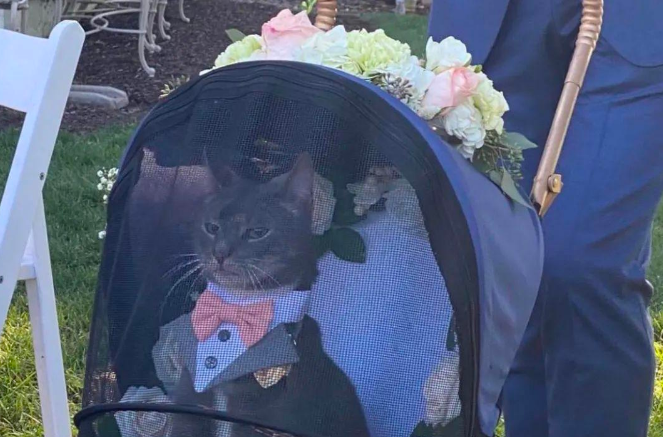 猫咪当伴郎扮相超精致，盖过新郎风头成全场焦点