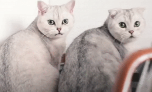 猫咪看到了什么，吓得猫粮都从嘴里掉出来，网友：看到主人卸妆了