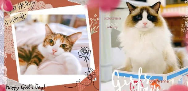 猫咪爬笼子，鬼鬼祟祟偷饭，主人笑喷：别人碗里的更香吗？