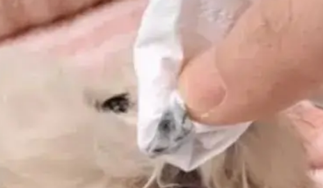 女子花一万多元买到化妆狗，眼线一擦竟晕开，竟还惨遭整形！ 