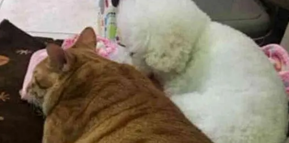 担心比熊孤单，买了一只小奶猫回来，一年之后的画面差点惊到主人