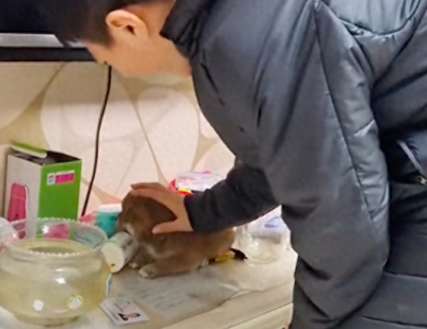 妈妈偷偷买了只柴犬，儿子愿望终于实现