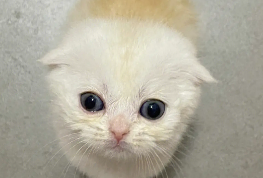 主人把小奶猫放嘴里，母猫瞬间被激怒，凶狠的看着主人：你敢！