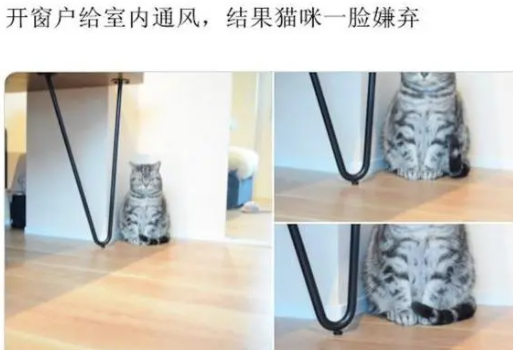 网友开窗通风，却见猫咪一脸嫌弃地蹲在角落：咋，我犯啥错了吗？