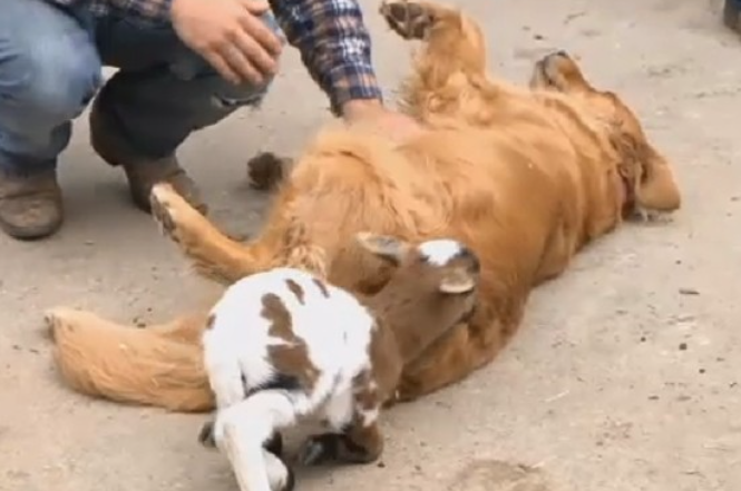 小羊刚出生就失去妈妈　热心黄金猎犬主动照顾
