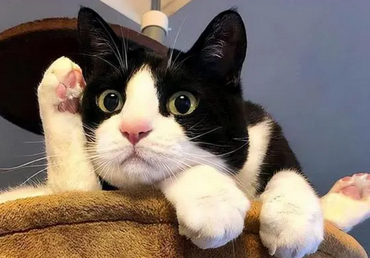 一只少见的碎花奶牛猫，它现在想要一个温暖的家