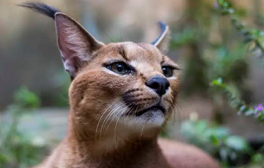 多例猫科动物感染新冠 研究人员：“猫”不传人