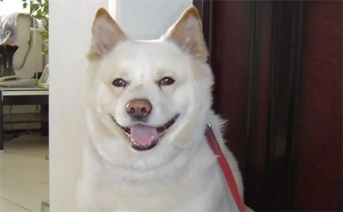 韩国珍岛犬