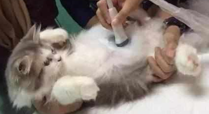猫咪肚子越来越大以为它要生了，兽医检查完的结果大家全笑喷