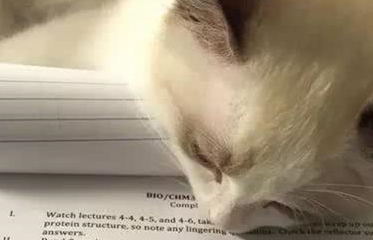 猫咪趴在主人的作业上，表情很是无望，网友：那是我的真实写照！