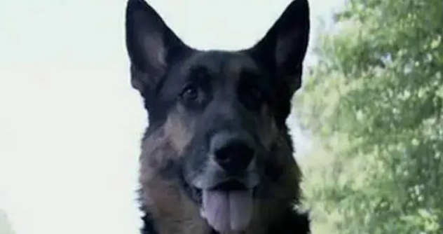 牧羊犬站公路一直对路人犬吠，路人跟上一看热泪盈眶
