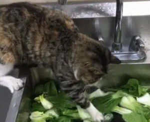主人洗菜，猫咪像人一样张开爪子在水里扒拉：鱼呢？你把它藏哪了