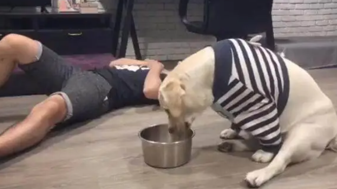 主人假装晕倒后，拉布拉多呆坐一旁，继续享受美食