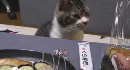 吃货猫咪，用小鱼干收买主人，遭主人嫌弃