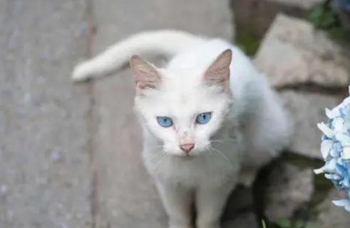 法国领养猫咪好似“选秀”，但拒绝误会！不是人选猫，而是猫选人