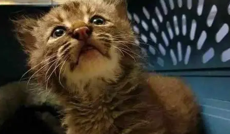 国外网友捡到只小奶猫，带猫检查时，被宠物医生告知不是猫