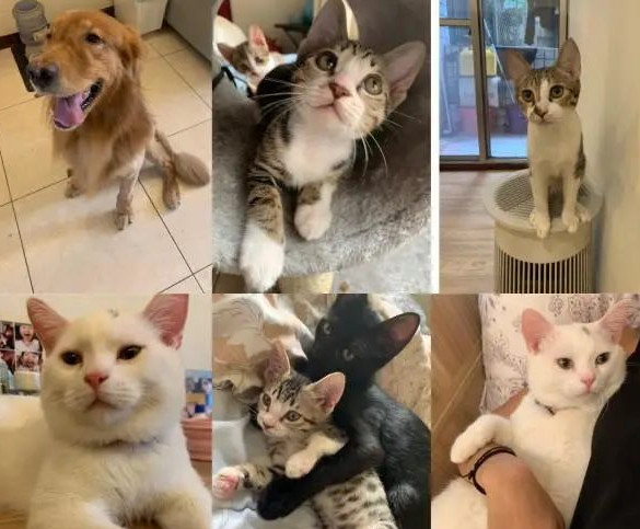母猫将小奶猫叼给黄金猎犬照顾，网笑：托儿所的概念？