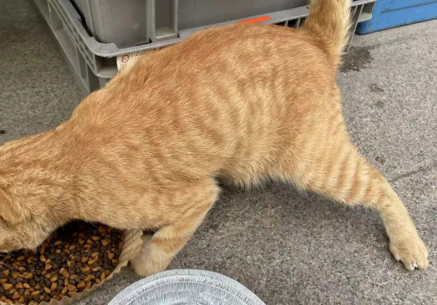橘猫跛着腿，小心翼翼的讨要食物，好不容易获救，腿却无法痊愈了...