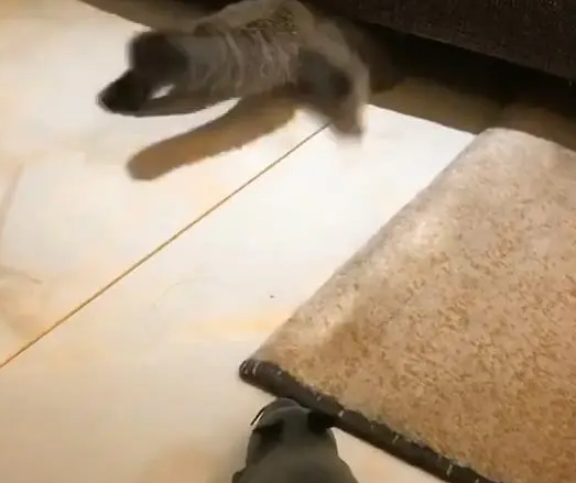 当猫咪第一次看见老鼠玩具，这货的反应真是绝了，猫脸都丢完了