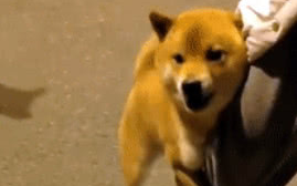 柴犬狗仗人势，抱着主人大腿才敢和边牧吵架，又凶又怂的动作亮了
