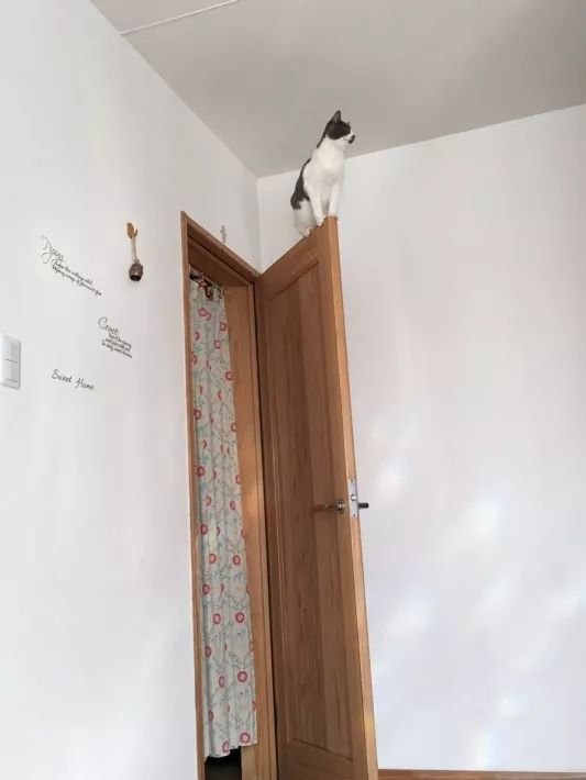 纳闷家里挂钟总是出错，直到看见奶牛猫伸出魔爪