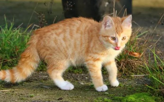 丽江女子将宠物猫剥皮录视频道歉，警方：虐猫还不属公安管辖